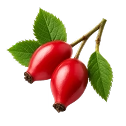 Rosa Mosqueta