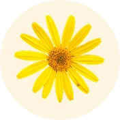 Árnica