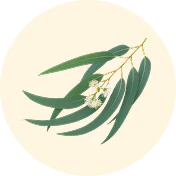 Eucalipto