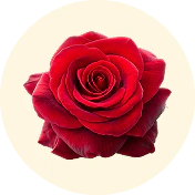 Flor de Rosa