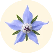 Borraja