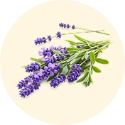 Lavanda
