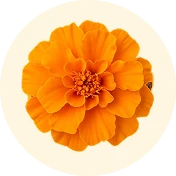 Caléndula
