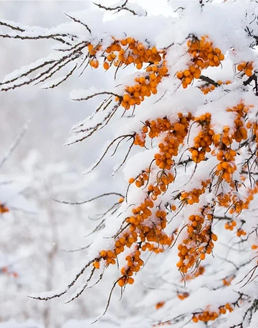 Ingredientes árticos cubiertos de nieve